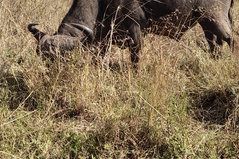 Nairobi National Park: Frühmorgens oder nachmittags PirschfahrtAbholung vom Hotel in Nairobi