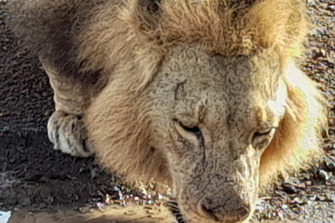 Nairobi National Park: Frühmorgens oder nachmittags PirschfahrtAbholung vom Hotel in Nairobi