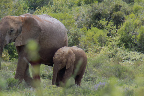 Von Kapstadt aus: 5-tägige Best of Garden Route und Addo SafariTour mit geteiltem Schlafsaal in einer Backpacker-Unterkunft