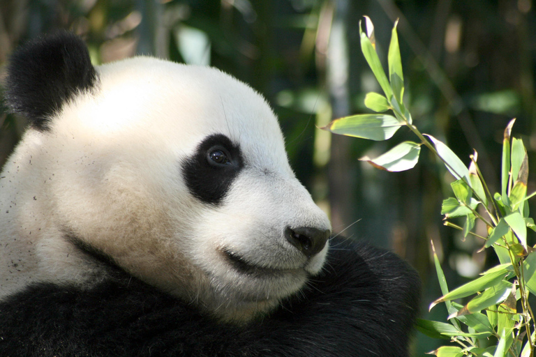 Chengdu: Half-Day Panda Base Tour with Guide Option Panda Base Tickets with Transfer and Tour Guide - Afternoon