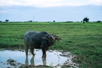 Siem Reap, Khmer Village and Crocodile Farm ATV Tour - Housity