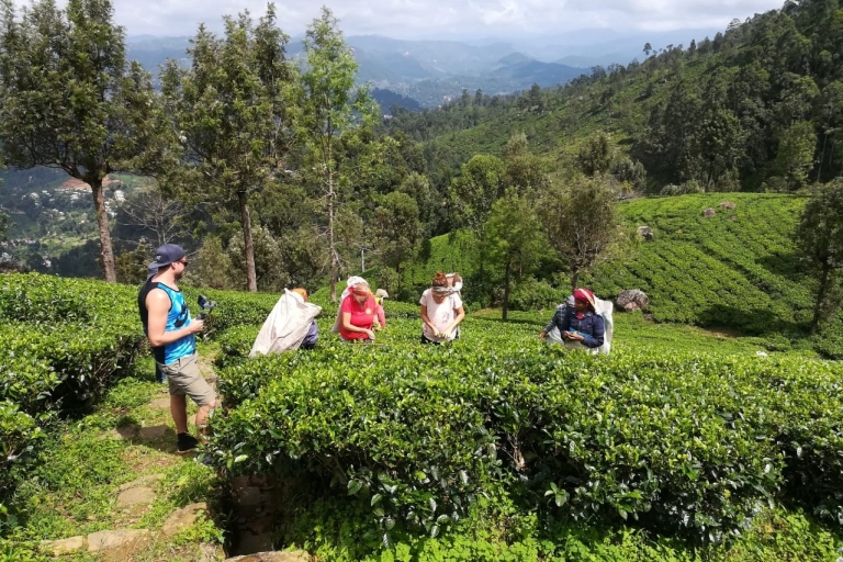 Haputale: excursion d'une journée à la plantation de thé, au safari et au siège de Lipton