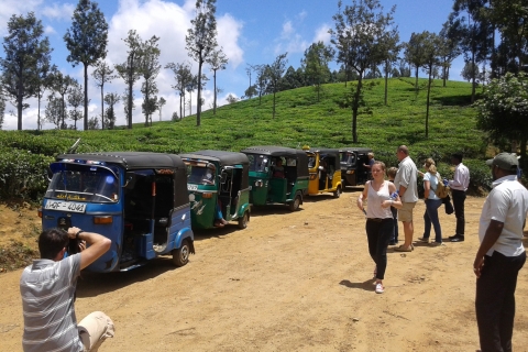 Haputale: Tea Plantation, Safari, & Lipton's Seat Day Tour