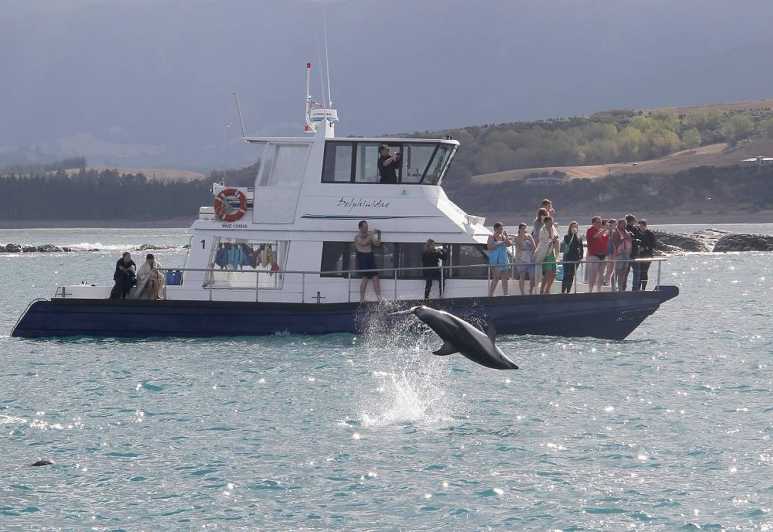 kaikoura dolphin encounter cruise