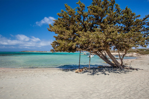 Von Chania: Elafonisi Strand-SUV-Tour mit MittagessenAb Chania: Elafonisi Strand-SUV-Tour mit Mittagessen