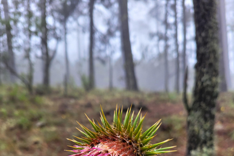 Oaxaca: Sierra Norte Ixtepeji Guided Hike & Lunch, Half-Day