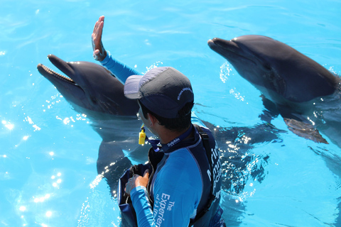 Riviera Maya: Dolphin Encounter with Beach Club Access