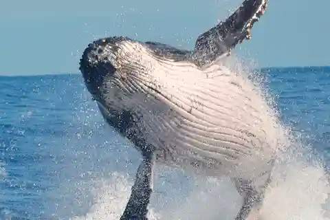 Puerto Vallarta: Private Whale Watching Trip by Yacht