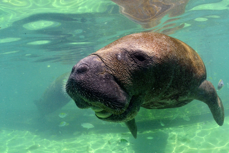 Cancún: Manatee Encounter på Isla Mujeres med lunchbuffé