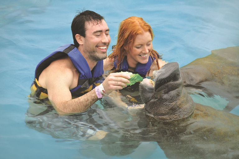 Cancún: Manatee Encounter på Isla Mujeres med lunchbuffé