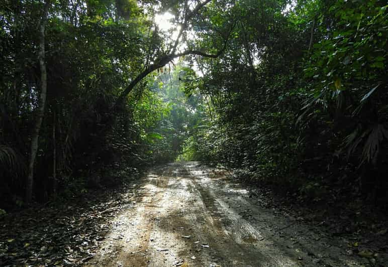 Panama City: Soberania National Park Hiking Tour | GetYourGuide