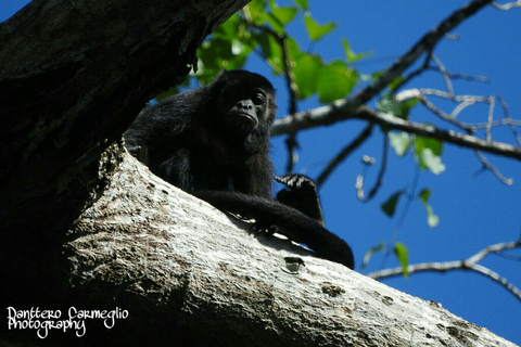 Panama City: Vandringstur i nationalparken SoberaniaPanama City: Soberania nationalpark vandringstur