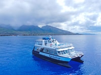 Ma'alaea Harbour, baleine qui regarde des catamaranes croisière - Housity