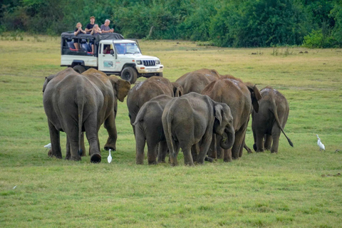 Sigiriya: Polonnaruwa & Wildlife Safari Day Tour