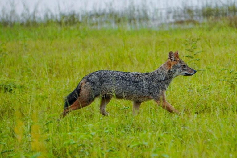 Morning Minneriya and Evening Kaudulla Full Day Safari