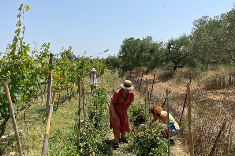 Korfu: Weinkeller-Tour und Verkostung