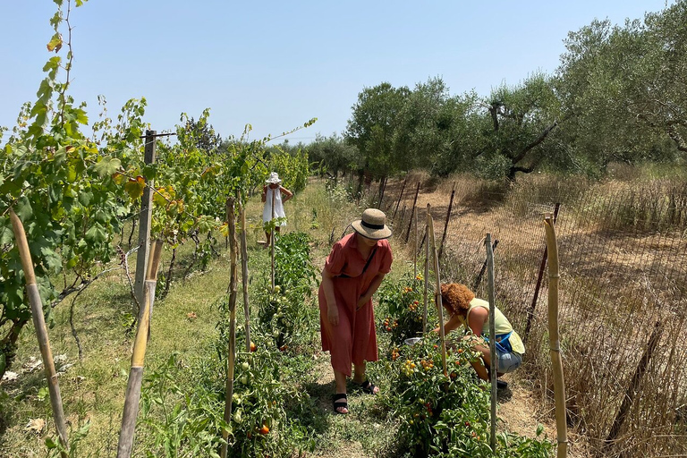 Corfu: Winery Tour and Tasting