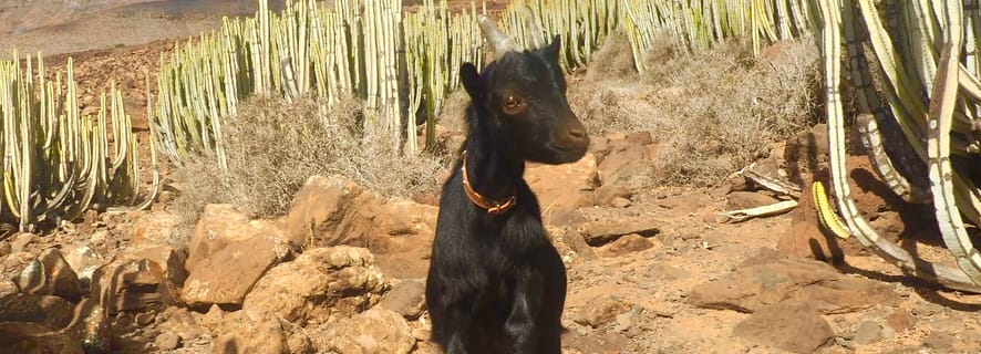 Fuerteventura: Guided Trekking Tour with Island Goats