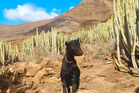 Fuerteventura: Guided Trekking Tour with Island Goats