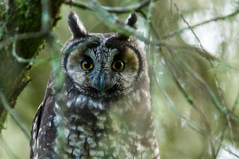 Bale Mountains: Trekking &amp; Wildlife Safari 4-Tage-TourBale-Gebirge: Trekking &amp; Wildtiersafari 4-tägige Tour