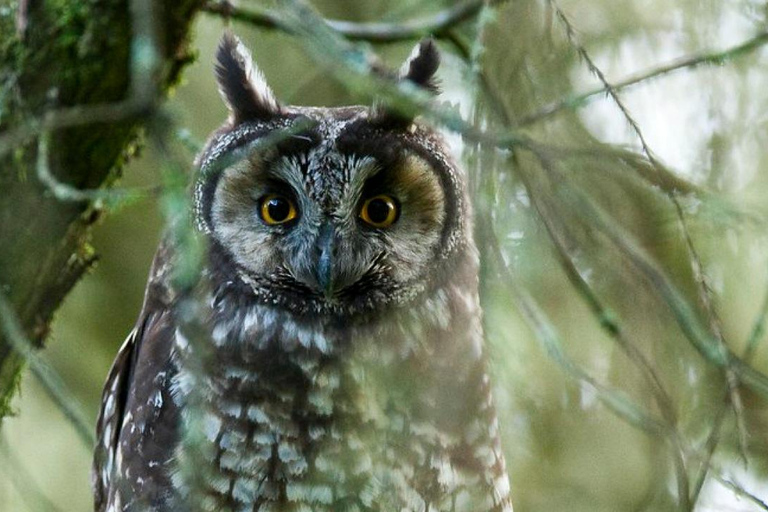 Bale Mountains: Trekking &amp; Wildlife Safari 4-Tage-TourBale-Gebirge: Trekking &amp; Wildtiersafari 4-tägige Tour