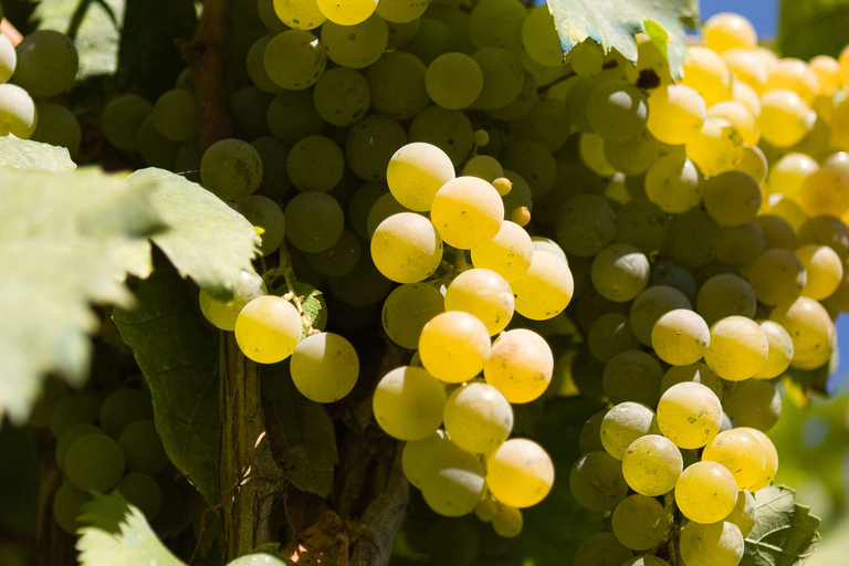 Nápoles: tour de cata de vinos en las laderas del Vesubio