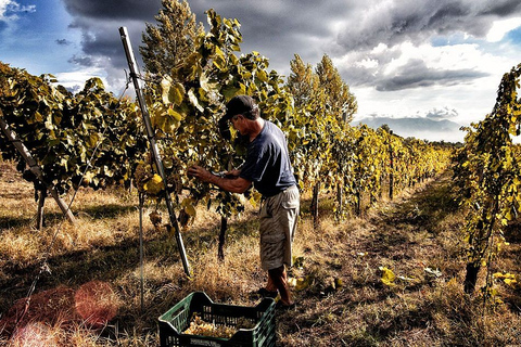 Nápoles: tour de cata de vinos en las laderas del Vesubio