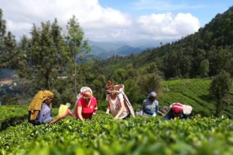 Haputale: Tuk Tuk Ride, Tea Plantation Tour, & Cooking Class