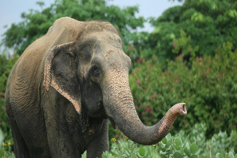 From Delhi: Day Trip to Taj Mahal, Agra Fort & Elephant SOS Car + Guide + Entrance Tickets + Lunch