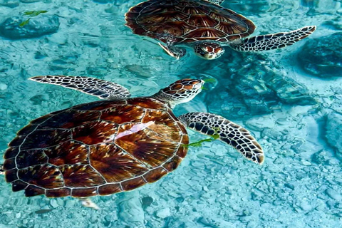 ZANZIBAR:PRIVATE SALAM CAVE TURTLES & MTENDE SECRET BEACH