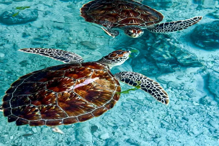 ZANZIBAR:PRIVATE SALAM CAVE TURTLES & MTENDE SECRET BEACH
