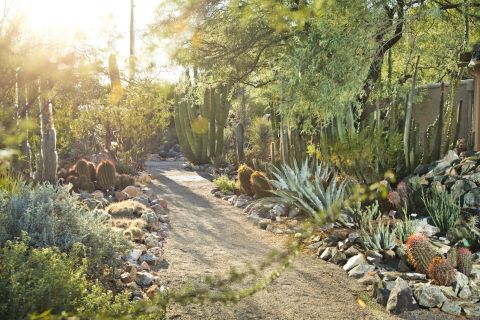 Tucson: Botanical Gardens Admission Ticket