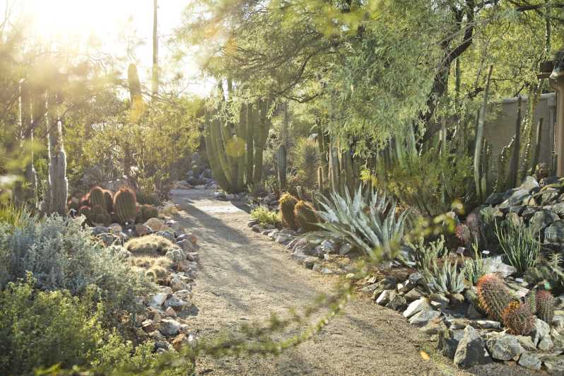 Tucson : Billet d'entrée aux Jardins botaniques
