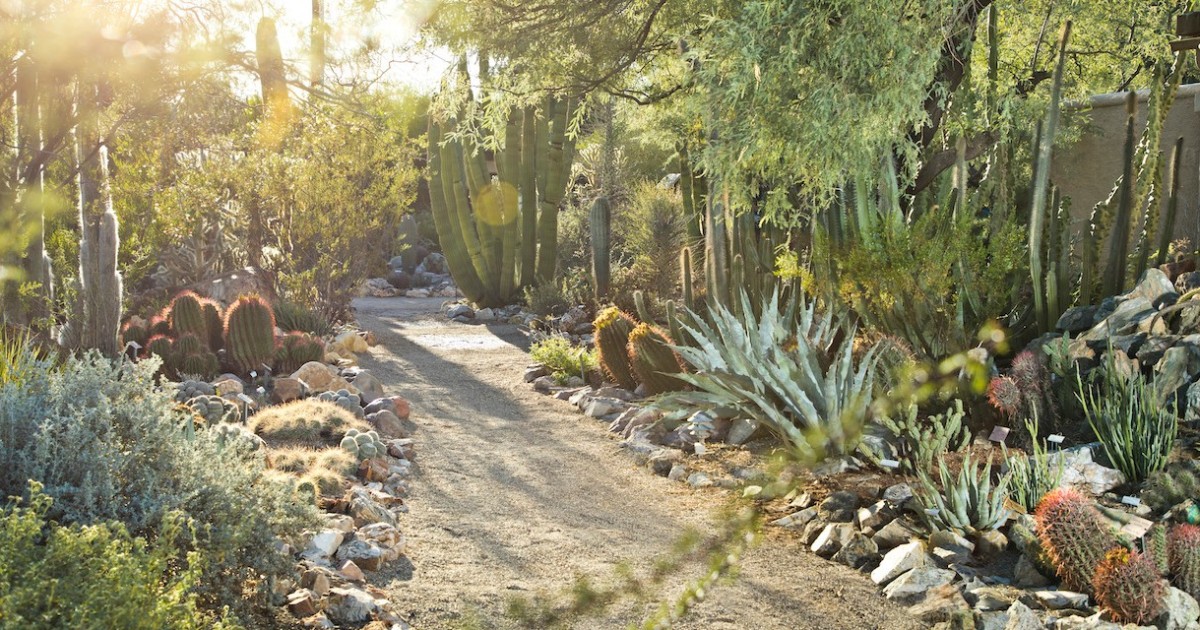 Tucson Botanische Gärten Eintrittskarte GetYourGuide
