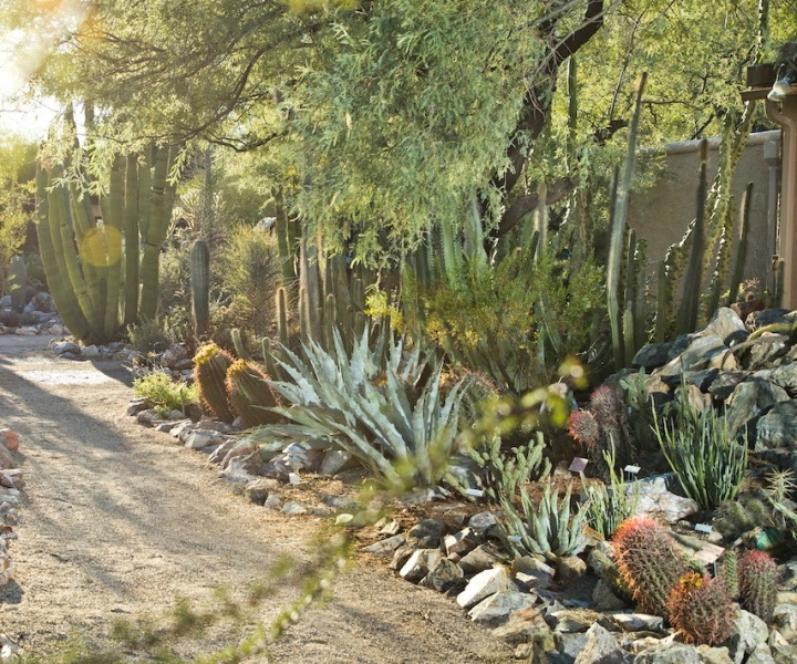 Tucson: bilet wstępu do ogrodów botanicznych