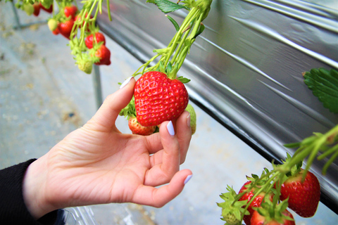 Seoul: Strawberry & Nami Island & Korean Garden (+ Railbike) Shared Tour (No Railbike) - Meet at DDP Station