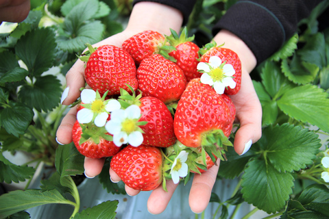 Seoul: Strawberry & Nami Island & Korean Garden (+ Railbike) Shared Tour (No Railbike) - Meet at DDP Station