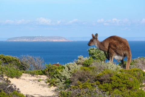 3-tägige Yorkes Peninsula Coastal Wilderness Tour ab AdelaideStandard Ferienpark/Haus, Einzel