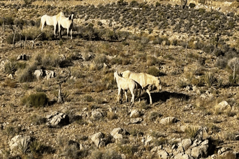 Las Vegas Mojave Off Road Adventure/Polaris RZR Guided Tour New 2 Seat Polaris RZR XP 1000 - Guided Tour
