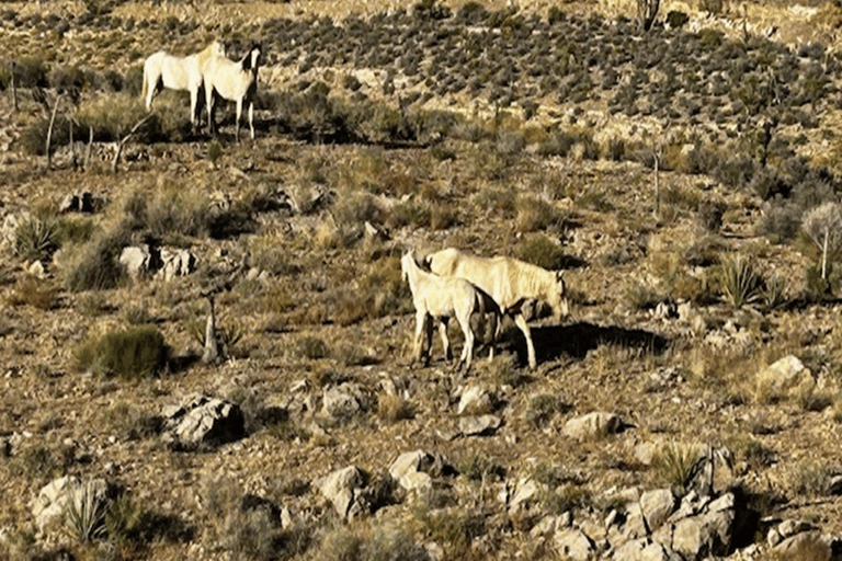 Las Vegas Mojave Off Road Adventure/Polaris RZR Guided Tour New 2 Seat Polaris RZR XP 1000 - Guided Tour