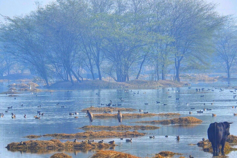 Desde Nueva Delhi: Excursión de un día en coche al Parque Nacional de Sultanpur