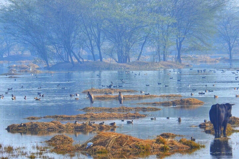 Desde Nueva Delhi: Excursión de un día en coche al Parque Nacional de Sultanpur