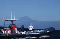 Pico Island, Azores Whale & Dolphin Watching on Zodiac Boat - Housity