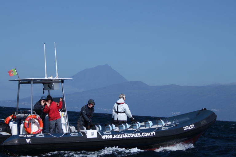 Île de Pico: excursion en bateau d'observation des baleines et des dauphins aux Açores