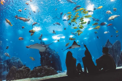 Lisbon: Alfama & Downtown Walking Tour + Oceanarium Entry