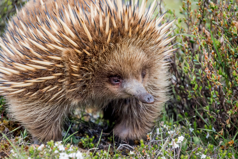 Z Melbourne: Parada pingwinów i wycieczka z koalami