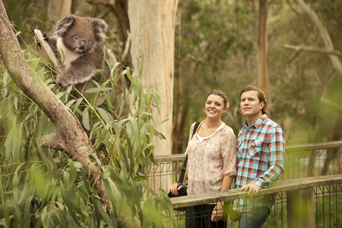 Från Melbourne: Penguin Parade och Koalas Tour