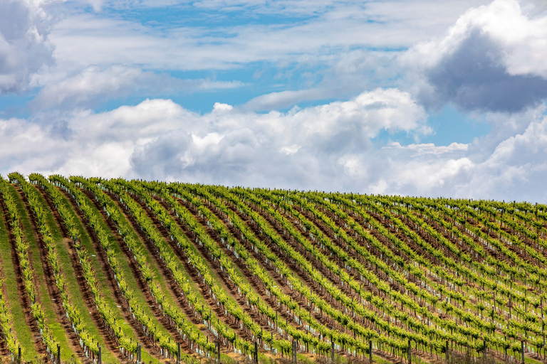 Visita a las bodegas, degustaciones y cervecería de Hunter ValleyHunter Valley: tour de vinos con 3 degustaciones y almuerzo en el jardín