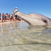 Perth: 4-Day Monkey Mia Pink Lake Coastal Loop Comfort Tour Perth: 4-Day Monkey Mia Pink Lake Coastal Loop Comfort Tour