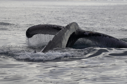 Mirissa: Morning Whale Watching Tour